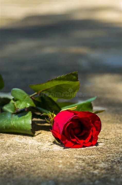 10,831 Rose Ground Photos - Free & Royalty-Free Stock Photos from ...