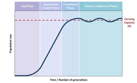 What is a Sigmoid Pattern and The 3 Stages Of The Curve?