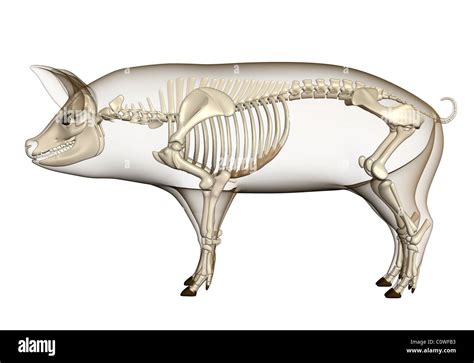 Schwein Anatomie Skelett Durchsichtigen Körper Stockfotografie Alamy
