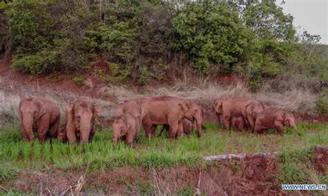 Herd Of Wild Asian Elephants Makes Temporary Stop In Outskirts Of Kunming Global Times