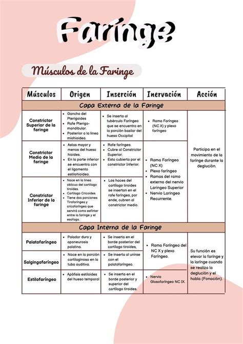 Resumen Larínge Farínge y Tráquea Anatomia y fisiologia humana