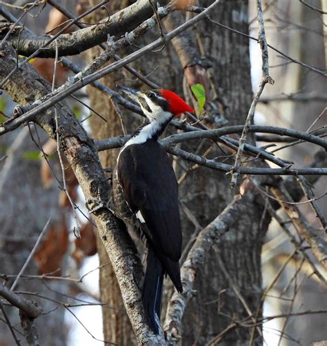 Pileated Woodpecker,female | BirdForum