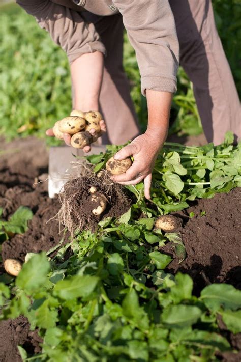 Het Oogsten Van Aardappels Van Een Gebied Stock Afbeelding Image Of