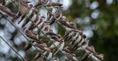 Andorinha Biofaces Bring Nature Closer