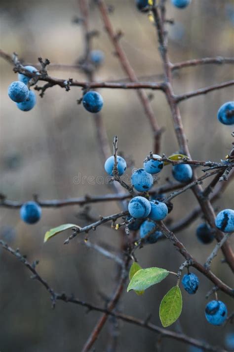 Blackthorn Or Sloe Berries On Branch With Leaves On Brown Blurred