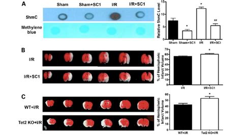 Tet2 inhibition reduces 5hmC levels and increased infarct volume after ... 