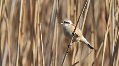 Rémiz penduline Jacques Dalmau Flickr