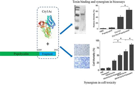 Synergism Of Bacillus Thuringiensis Toxin Cry Ac By A Fragment Of Toxin