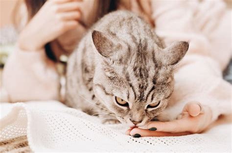 Por Que Meu Gato Me Lambe E N O Meu Marido