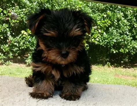 Yorkshire Terrier Puppy Dog For Sale In Clover South Carolina