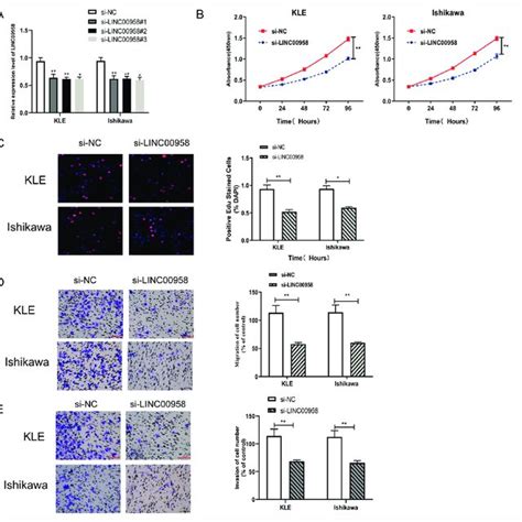 Knockdown Of LINC00958 Inhibited EC Cells To Proliferate Migrate And