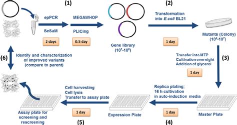 The Procedure Of Directed Adi Evolution In 96 Well Microtiter Plate Download Scientific Diagram