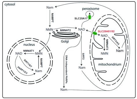 Compartmentalisation Of Nad Biosynthesis And Salvage Pathway In Human