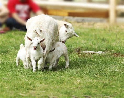 Cabra Mãe Alimenta Cabra Recém Nascida Imagem De Stock Imagem De