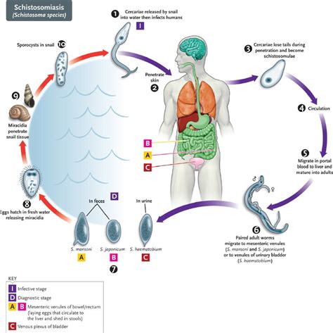 Paragonimus Westermani Life Cycle