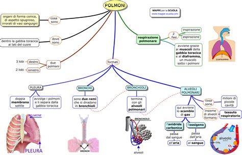 Schema Apparato Respiratorio Scuola Primaria Lachlew The Best