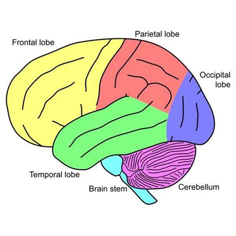 Simple brain diagram | Healthiack 