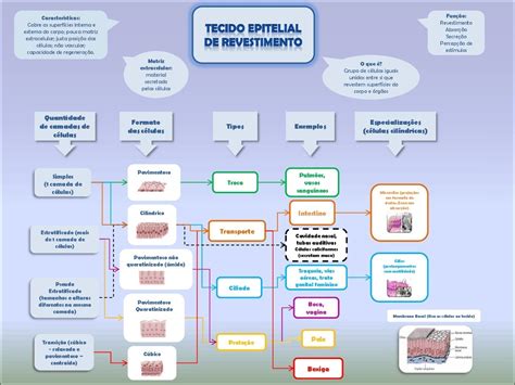 Mapas Mentais Sobre Tecido Epitelial Study Maps The Best Porn