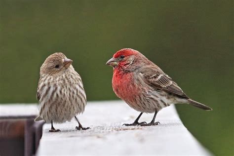 Finches bird, Finch, Pet birds