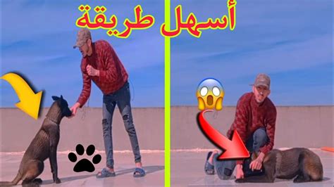 أول حصة مع كلبك شاهد كيف تدربه باسهل طريقة واسرع 😱😱😱مالينوا Youtube