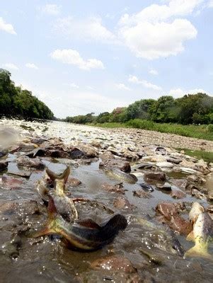 G Milhares De Peixes S O Encontrados Mortos S Margens Do Rio