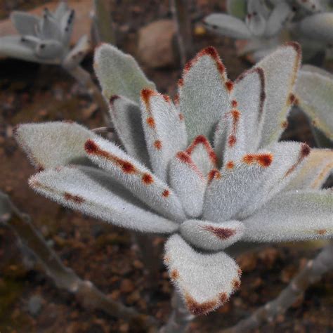 how to care for a kalanchoe plant