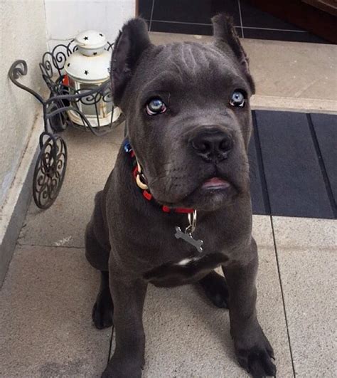 stranger ways  cane corso express  undying love   sonderlives