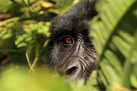 Bwindi Gorilla trekking permits — Budget Gorilla trekking in Bwindi Uganda