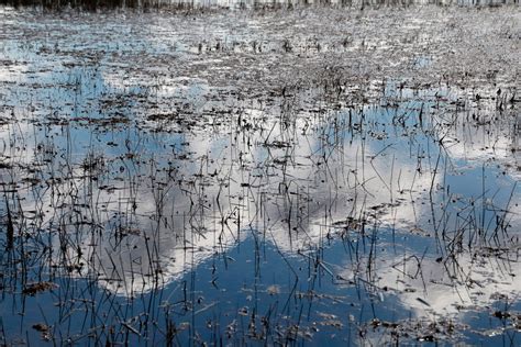 Climate Change Throws a Wrench in Everglades Restoration | Scientific ...