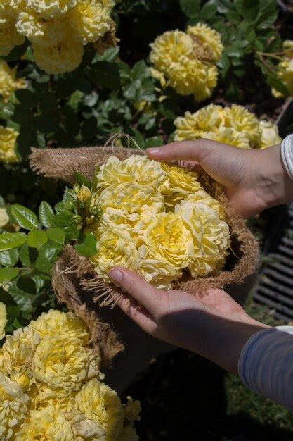 Premium Photo Close Up Of Woman Hands Holding Yellow Flowers