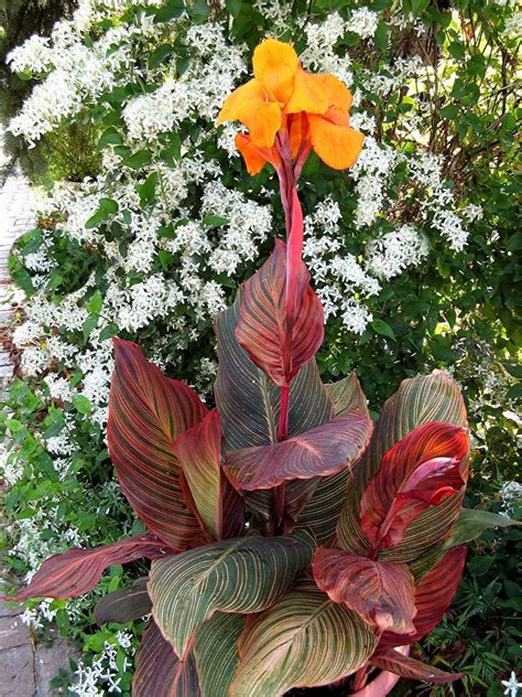 Viewing an image of "Canna Tropicana"