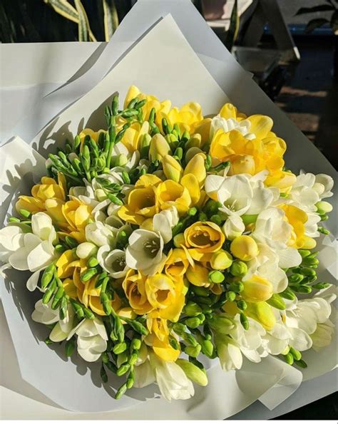 Freesia Flower | Freesia flowers, Luxury flowers, Fresia flower