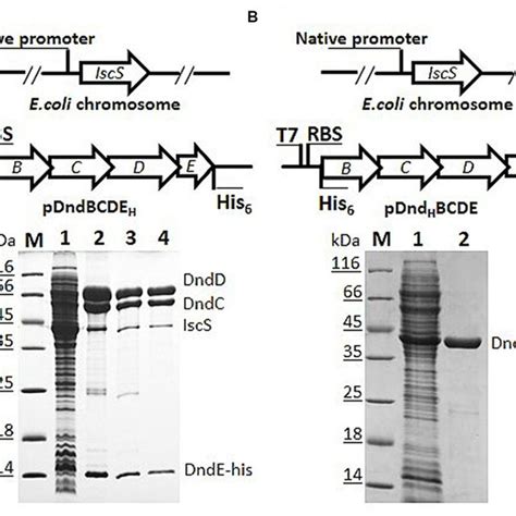 Dnd Phenotype Assay Of Total Dna From Li Bl21 De3 Expressing The