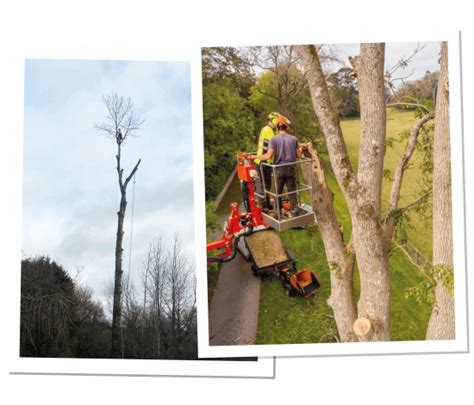 Expert Tree Surgery Services Broadleaf Tree Surgery And Landscaping