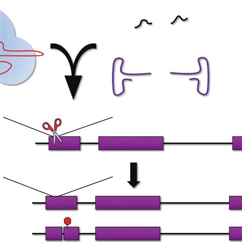 Hemoglobin Switching The Spatiotemporal Expression Of The Globin Genes