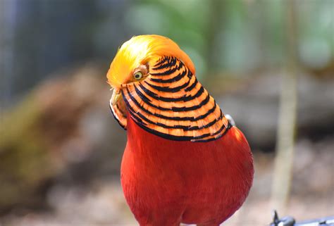 Golden Pheasant - ZooChat