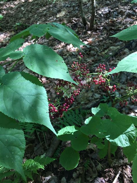 American Spikenard — Solidago Farm