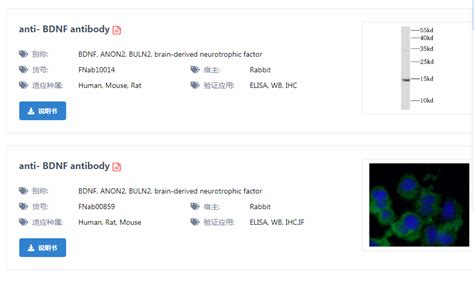 探索脑源性神经营养因子 Bdnf多克隆抗体 武汉菲恩生物科技有限公司 企业发布