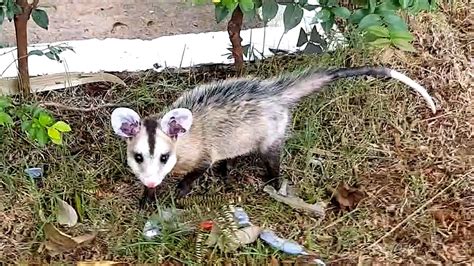 Gamb De Orelha Branca Didelphis Albiventris A Procura De Alimento No