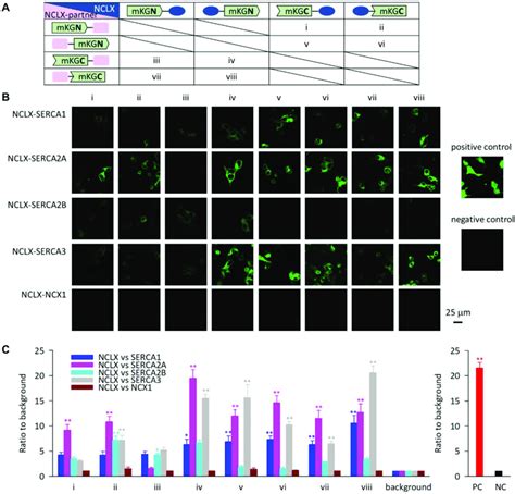 Bimolecular Fluorescence Complementation Assay For Nclx And