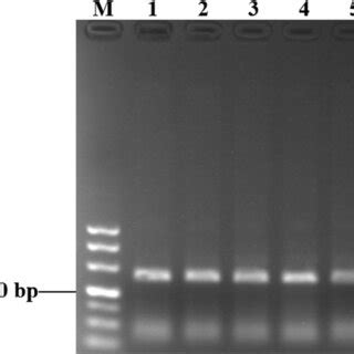 Sensitivity Test Of PCR A RPA B And RPA LFD C Using The Genomic