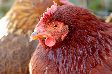 Red Chicken Breeds