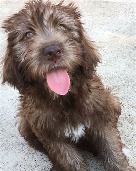 Schnauzer X Giant Schnauzer Giant Schnoodle Dog Mixes Doodle Dog