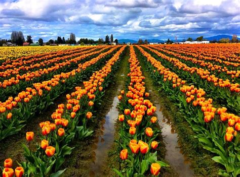 Skagit tulips | Tulips, Farmland, Outdoor