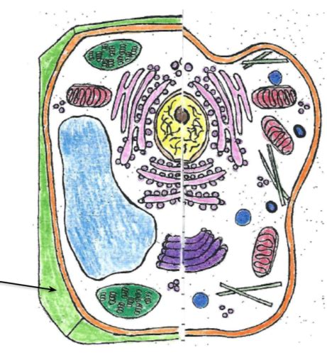 Cell Organelle Identification Flashcards Quizlet