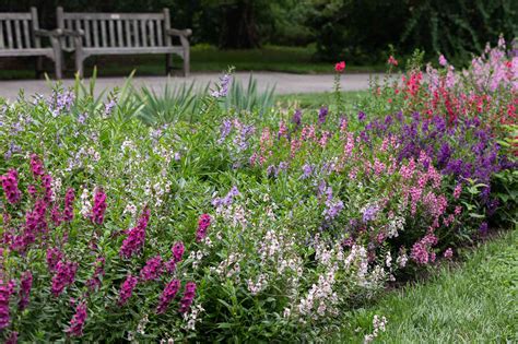 How To Grow And Care For Angelonia