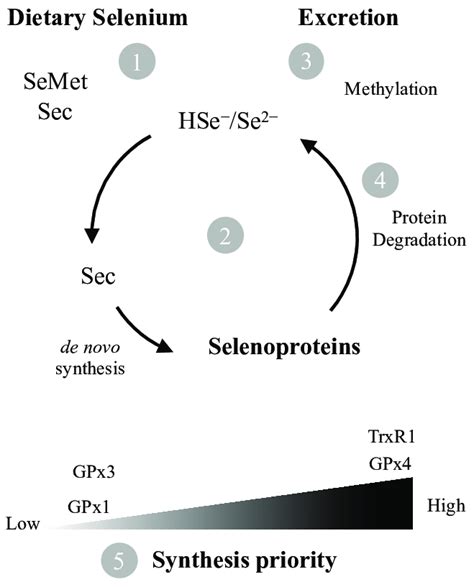 The Amino Acids Selenocysteine Sec And Selenomethionine SeMet Are