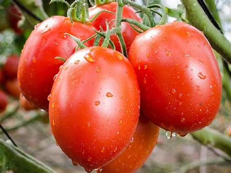 45 Types Of Tomatoes A To Z Defined Photos Butter N Thyme