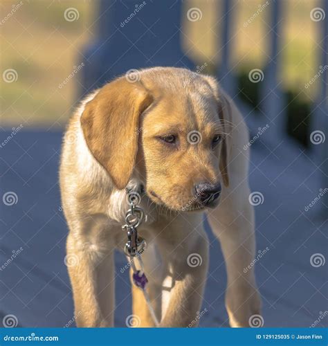 A Lovable Puppy Standing Under The Bright Sun Stock Image Image Of