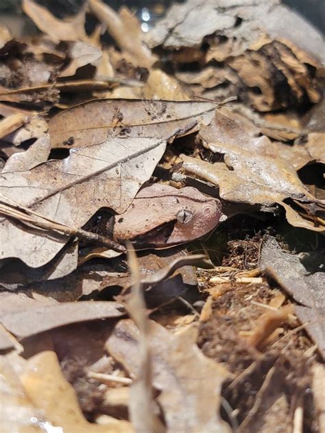 New baby gaboon viper : r/snakes